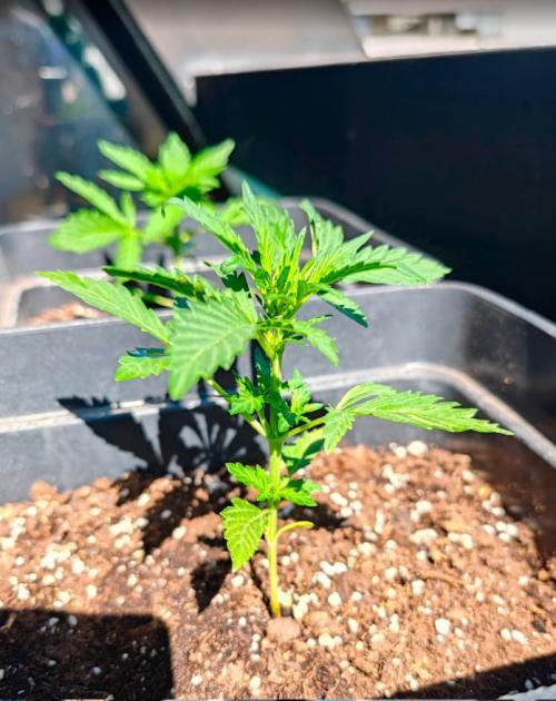 Auto Critical Orange Punch Balcony grow. Week 3 - acop °2