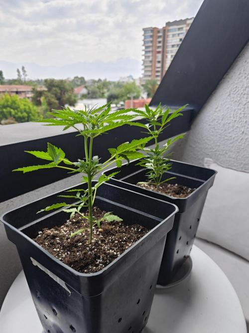 Auto Critical Orange Punch Balcony grow. Week 4