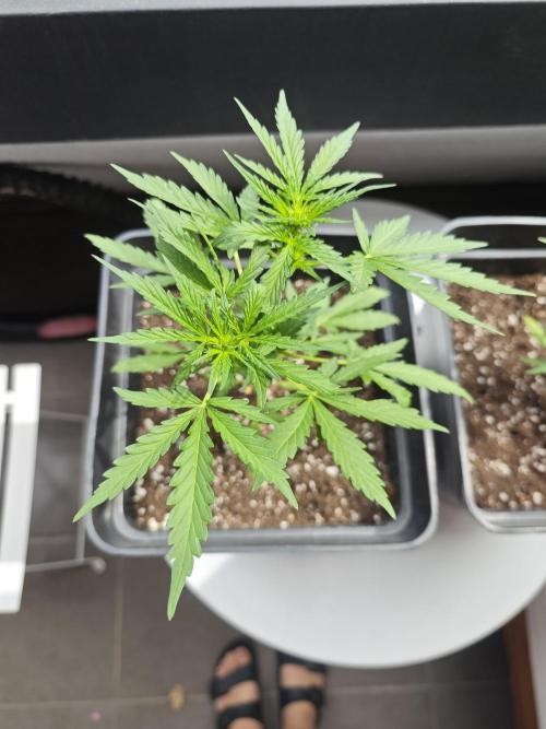 Auto Critical Orange Punch Balcony grow. Week 4