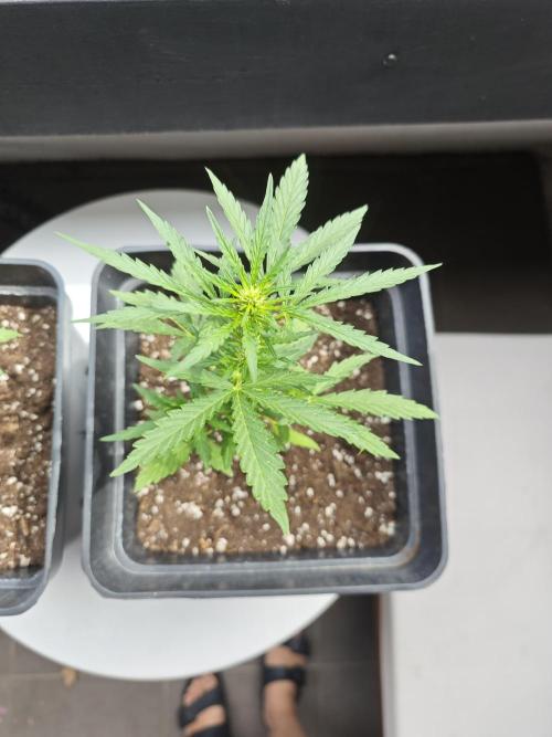 Auto Critical Orange Punch Balcony grow. Week 4