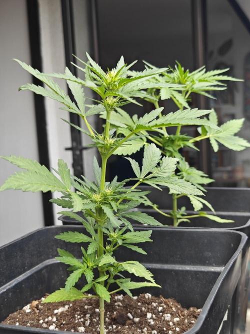 Auto Critical Orange Punch Balcony grow. Week 4