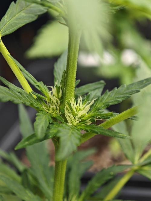 Auto Critical Orange Punch Balcony grow. Week 4