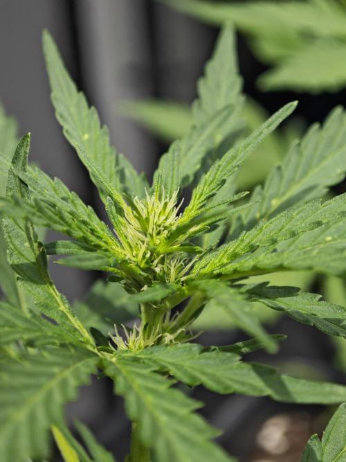 Auto Critical Orange Punch Balcony grow. Week 4