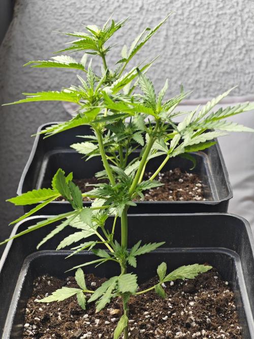 Auto Critical Orange Punch Balcony grow. Week 4