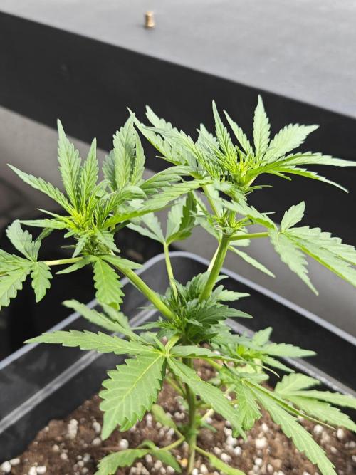 Auto Critical Orange Punch Balcony grow. Week 4