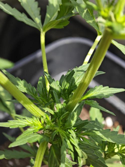 Auto Critical Orange Punch Balcony grow. Week 4