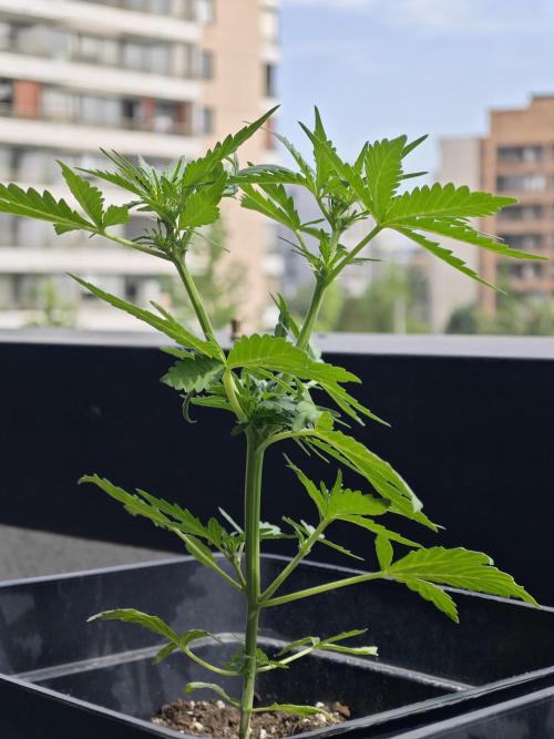 Auto Critical Orange Punch Balcony grow. Week 4