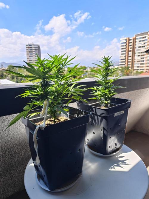 Auto Critical Orange Punch Balcony grow. Week 6