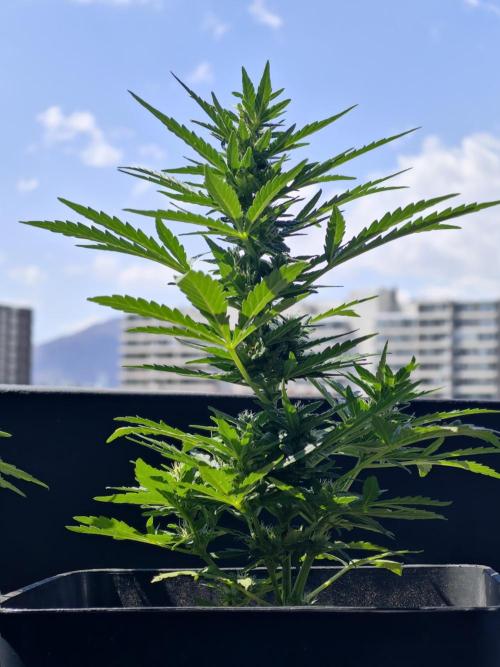 Auto Critical Orange Punch Balcony grow. Week 6