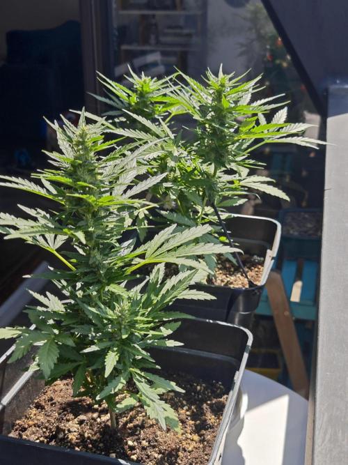 Auto Critical Orange Punch Balcony grow. Week 6