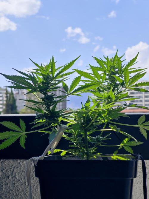 Auto Critical Orange Punch Balcony grow. Week 6