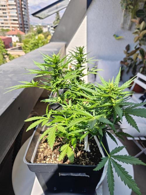 Auto Critical Orange Punch Balcony grow. Week 6