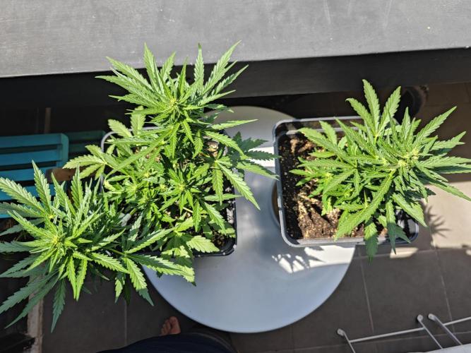 Auto Critical Orange Punch Balcony grow. Week 6