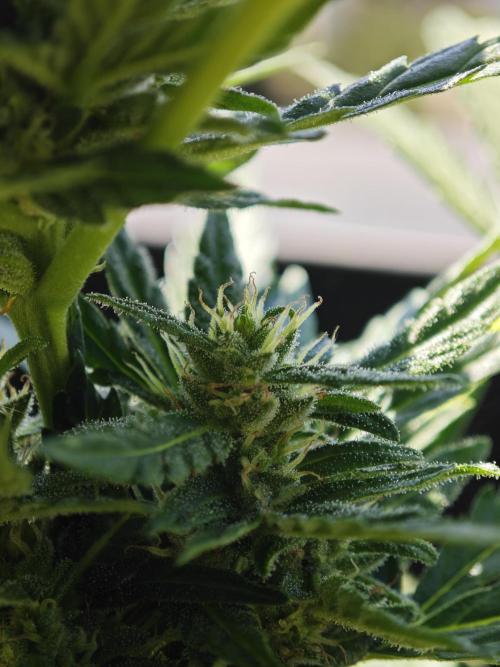 Auto Critical Orange Punch Balcony grow. Week 6