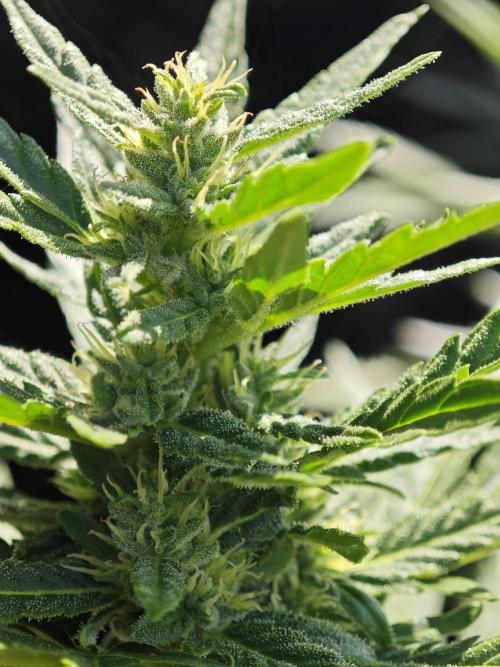 Auto Critical Orange Punch Balcony grow. Week 6