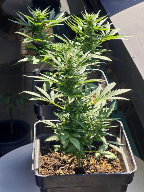 Auto Critical Orange Punch Balcony grow. Week 6