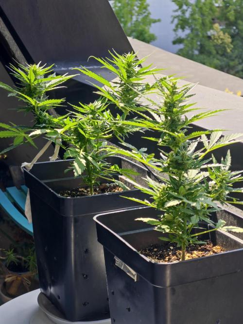 Auto Critical Orange Punch Balcony grow. Week 6