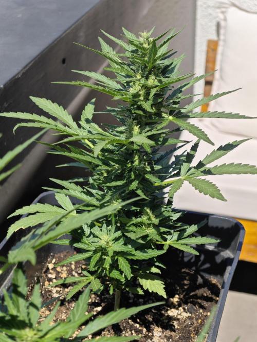 Auto Critical Orange Punch Balcony grow. Week 6