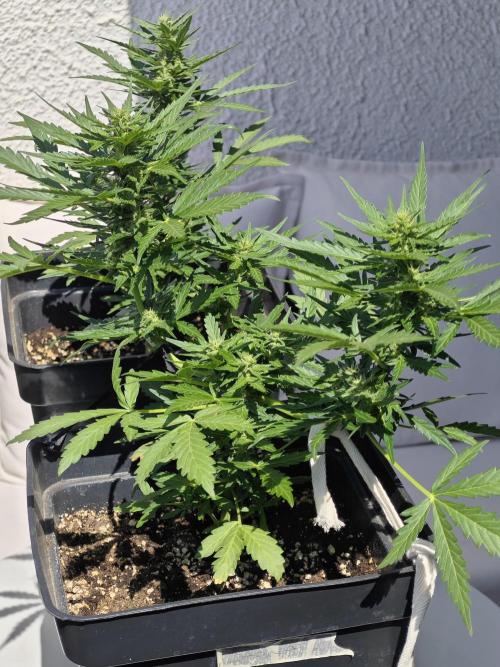 Auto Critical Orange Punch Balcony grow. Week 6