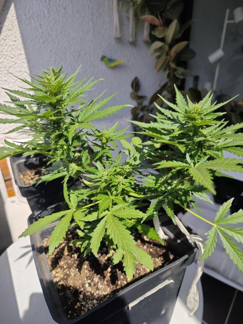 Auto Critical Orange Punch Balcony grow. Week 6