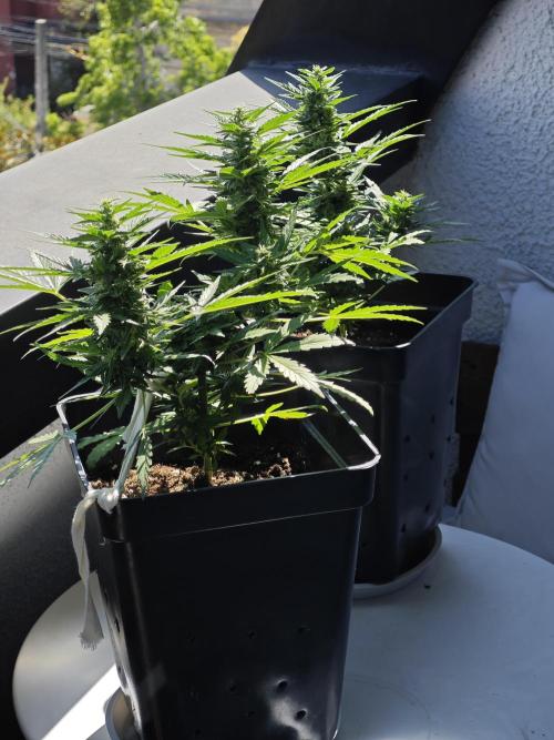 Auto Critical Orange Punch Balcony grow. Week 7