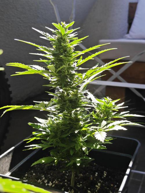 Auto Critical Orange Punch Balcony grow. Week 7