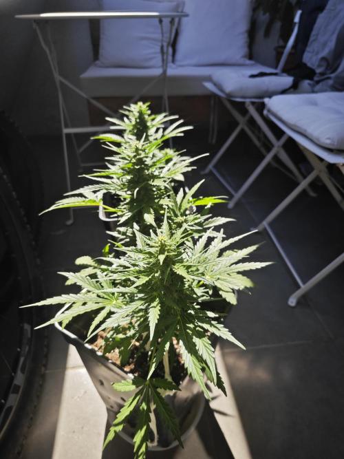 Auto Critical Orange Punch Balcony grow. Week 7