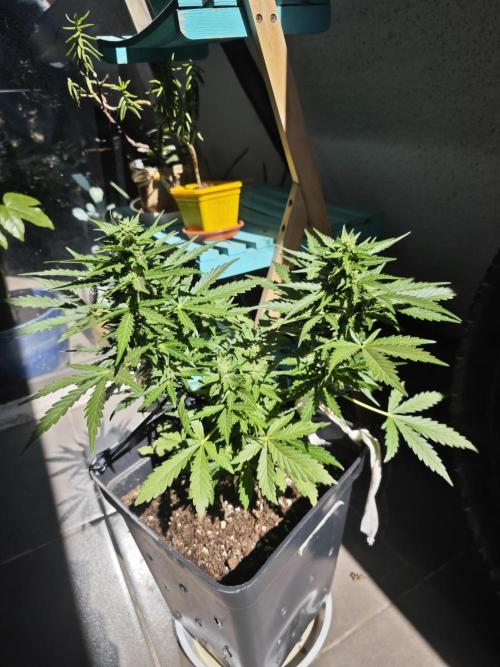 Auto Critical Orange Punch Balcony grow. Week 7