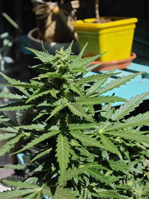 Auto Critical Orange Punch Balcony grow. Week 7