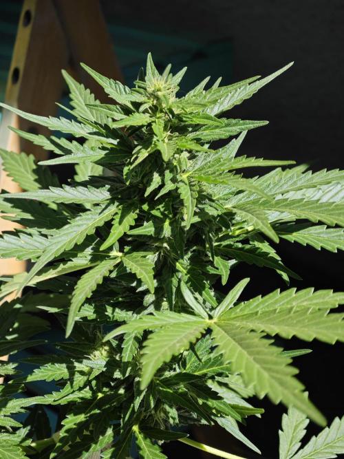 Auto Critical Orange Punch Balcony grow. Week 7