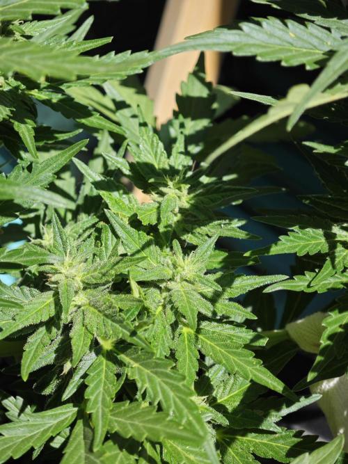 Auto Critical Orange Punch Balcony grow. Week 7