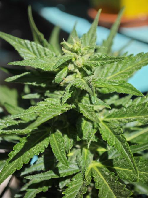 Auto Critical Orange Punch Balcony grow. Week 7