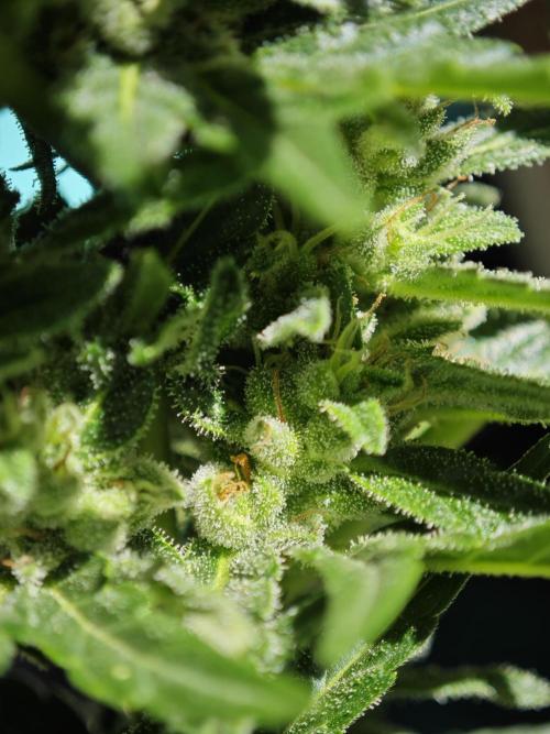 Auto Critical Orange Punch Balcony grow. Week 7