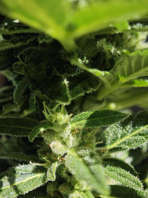 Auto Critical Orange Punch Balcony grow. Week 7