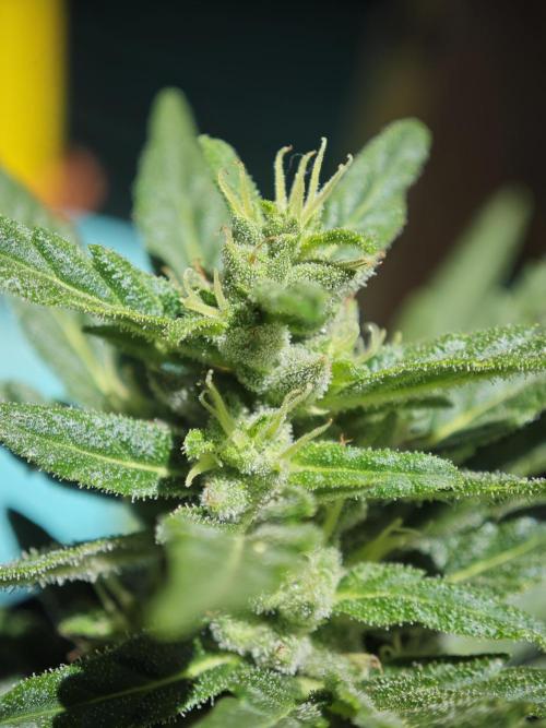 Auto Critical Orange Punch Balcony grow. Week 7