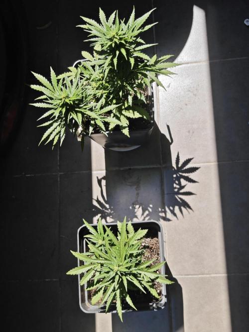 Auto Critical Orange Punch Balcony grow. Week 7