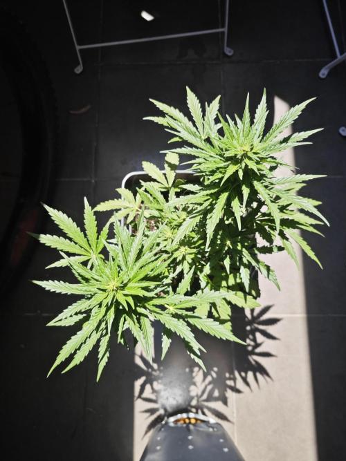 Auto Critical Orange Punch Balcony grow. Week 7