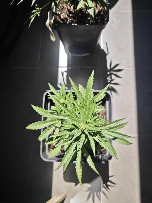 Auto Critical Orange Punch Balcony grow. Week 7