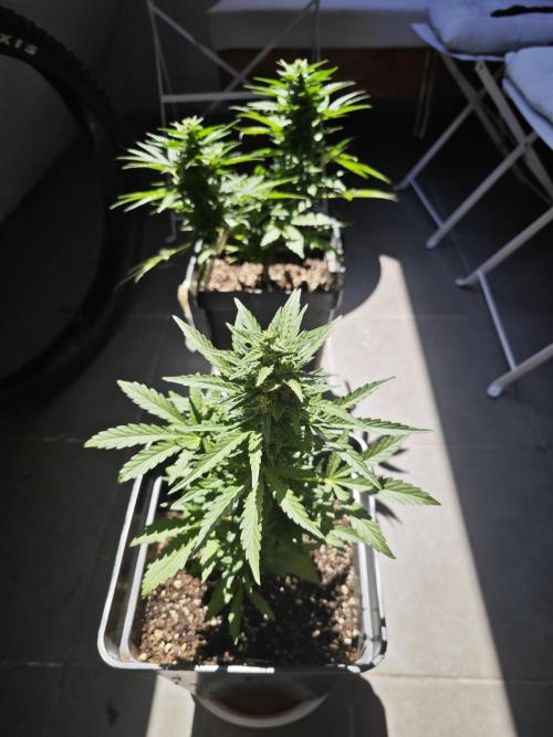 Auto Critical Orange Punch Balcony grow. Week 7