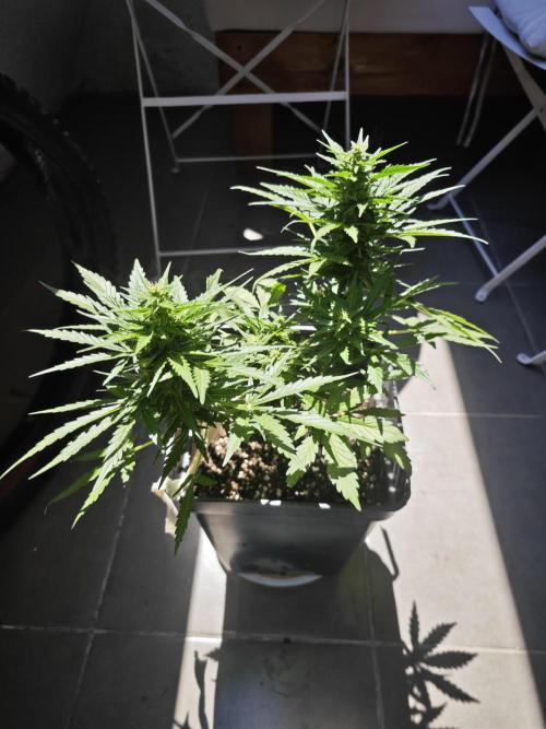 Auto Critical Orange Punch Balcony grow. Week 7