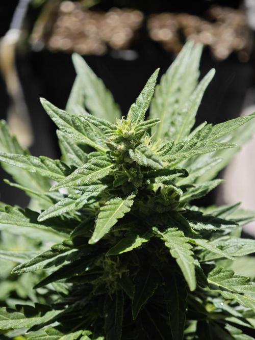 Auto Critical Orange Punch Balcony grow. Week 7