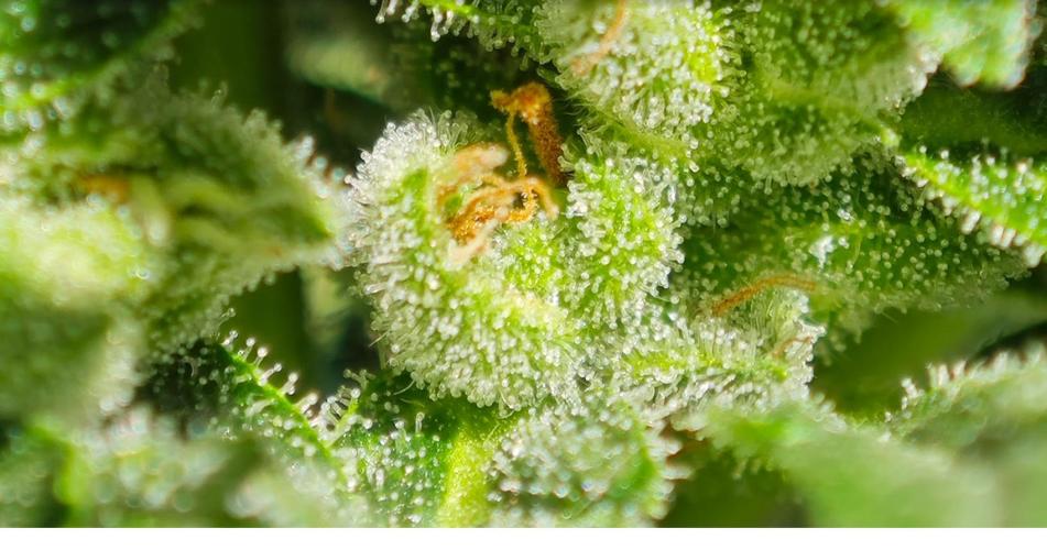 Auto Critical Orange Punch Balcony grow. Week 7