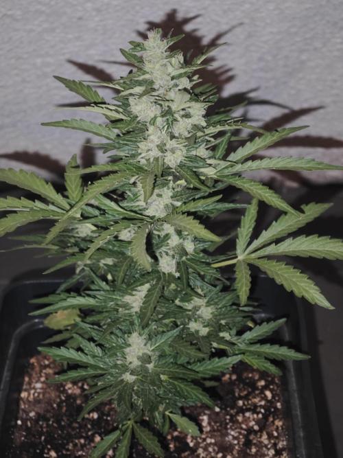 Auto Critical Orange Punch Balcony grow. Week 9