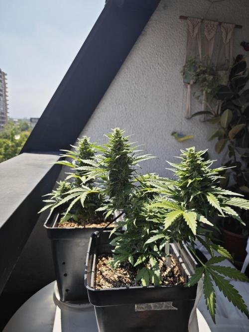 Auto Critical Orange Punch Balcony grow. Week 9