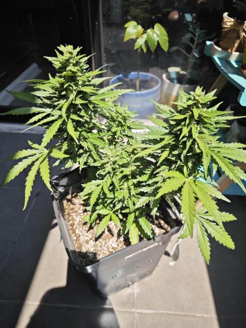 Auto Critical Orange Punch Balcony grow. Week 9