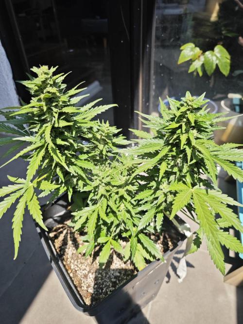 Auto Critical Orange Punch Balcony grow. Week 9