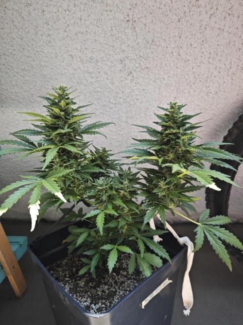 Auto Critical Orange Punch Balcony grow. Week 9