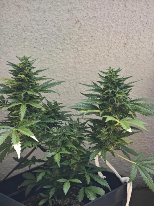 Auto Critical Orange Punch Balcony grow. Week 9