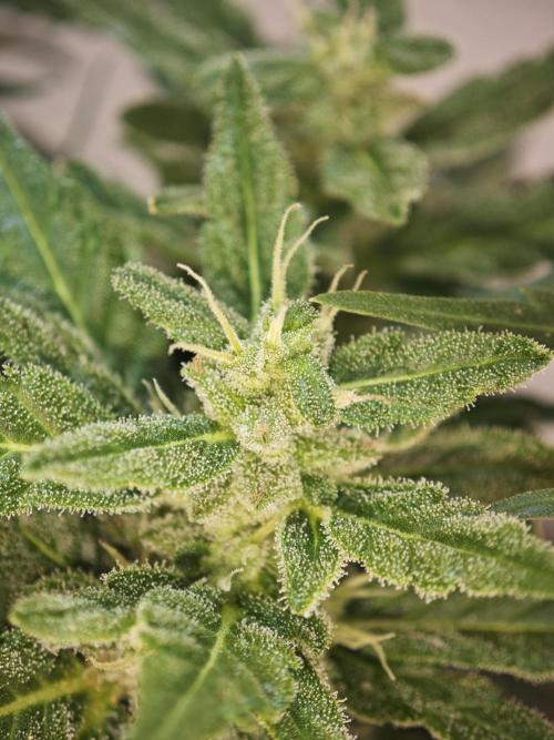 Auto Critical Orange Punch Balcony grow. Week 9