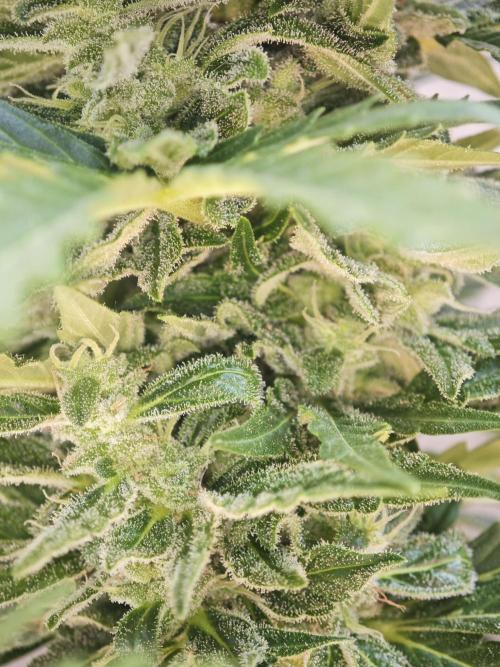 Auto Critical Orange Punch Balcony grow. Week 9